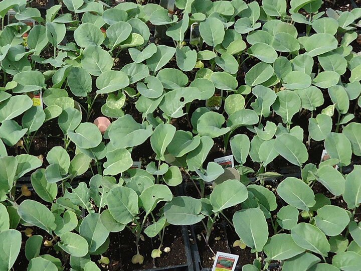 Broccoli_plants-740x540