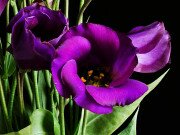 Eustoma (Lisianthus) Trial Results