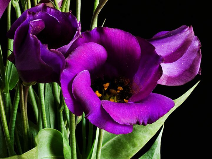 Eustoma_grandiflorum_purple