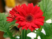 Gerbera Trial Results
