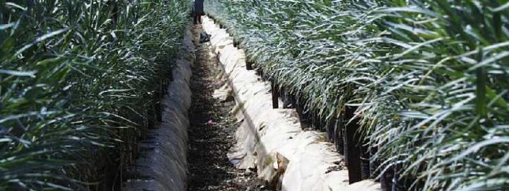 carnations_fusarium_after_eco-t