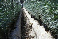 Dianthus caryophyllus (Carnation) Trial Results