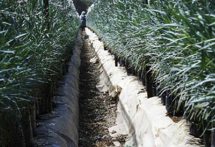 carnations_fusarium_after_eco-t
