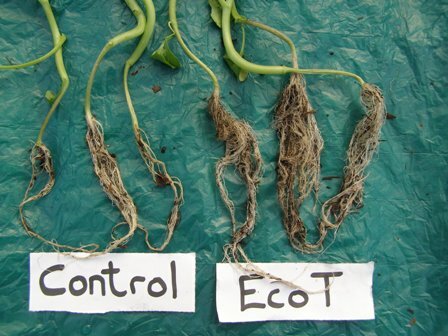 eco-t_broccoli-trial-results