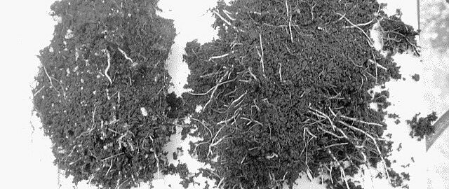 eco-t_gerbera-root-development