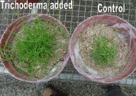 Revegetation in mine dump soil trial results