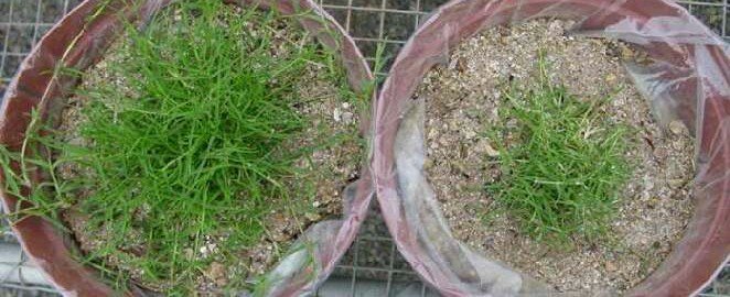 eco-t_revegetation-mine-dump-soil
