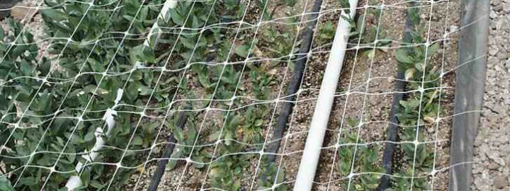 lisianthus_fusarium_before_eco-t_kenya