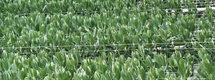 lisianthusfusarium_after_eco-t_kenya