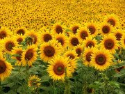 Helianthus – Sunflower Trial Results