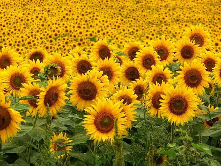 Helianthus - Sunflowers