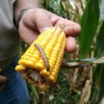 <strong>Eco-Bb</strong> emergency registration for <strong> Fall Armyworm </strong>